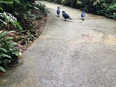 景点-新加坡飞禽公园