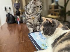 -有猫主题·治愈系猫咖(曾厝垵店)