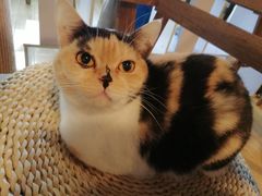 -Cappucimeow猫咪咖啡馆(韦伯时代店)