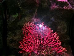 -暹罗海洋世界