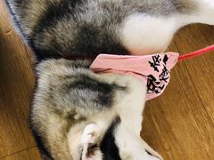 -Husky Go! 哈士奇体验馆·宠物咖啡厅狗咖