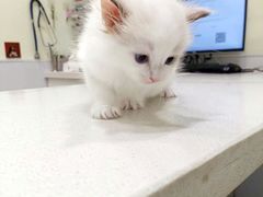 -艾吉宠物医院·疑难杂症转诊中心·猫友好(碧江路院)