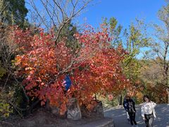 -北京鹫峰国家森林公园