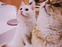 -飞行喵MR PILOT|猫舍·猫咖(静安大融城店)