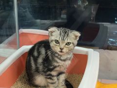 -FAELING PETS美天灵宠物(富力广场店)