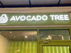 -油梨树AVOCADO TREE(顺义新国展店)