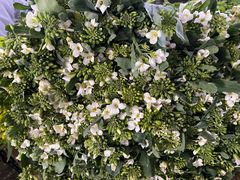 -白沙农贸综合市场