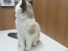 -联合动物医院(光谷诊疗中心)