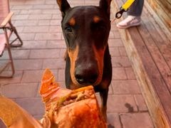 -Catch Bagel(芳草地店)