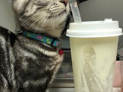 -袖虎·猫馆(体育西路店)