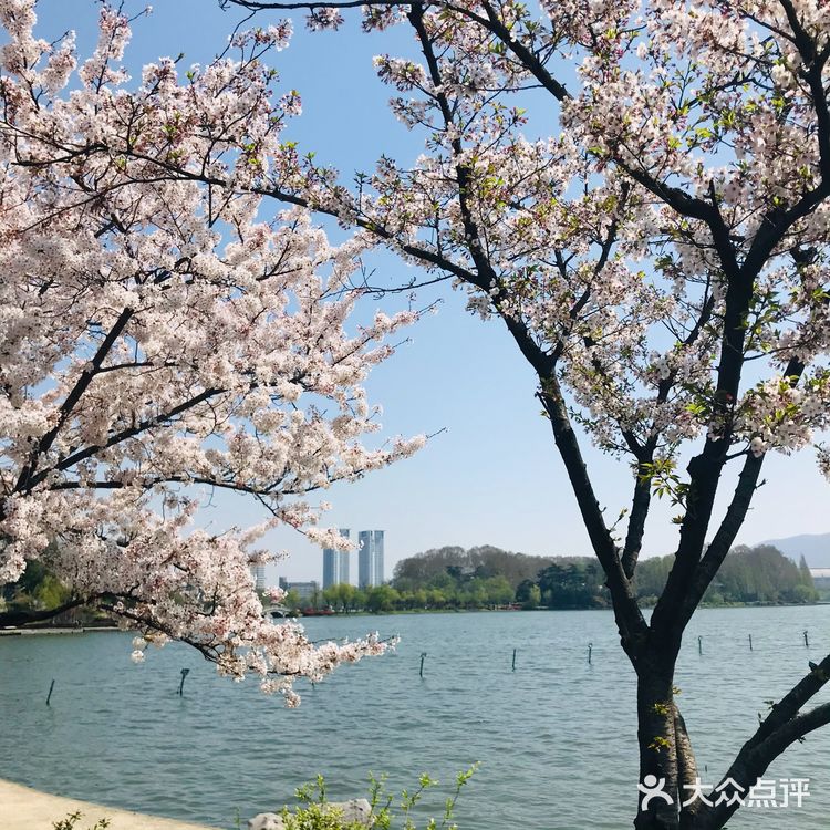 [糖果]玄武湖🌸咖啡节