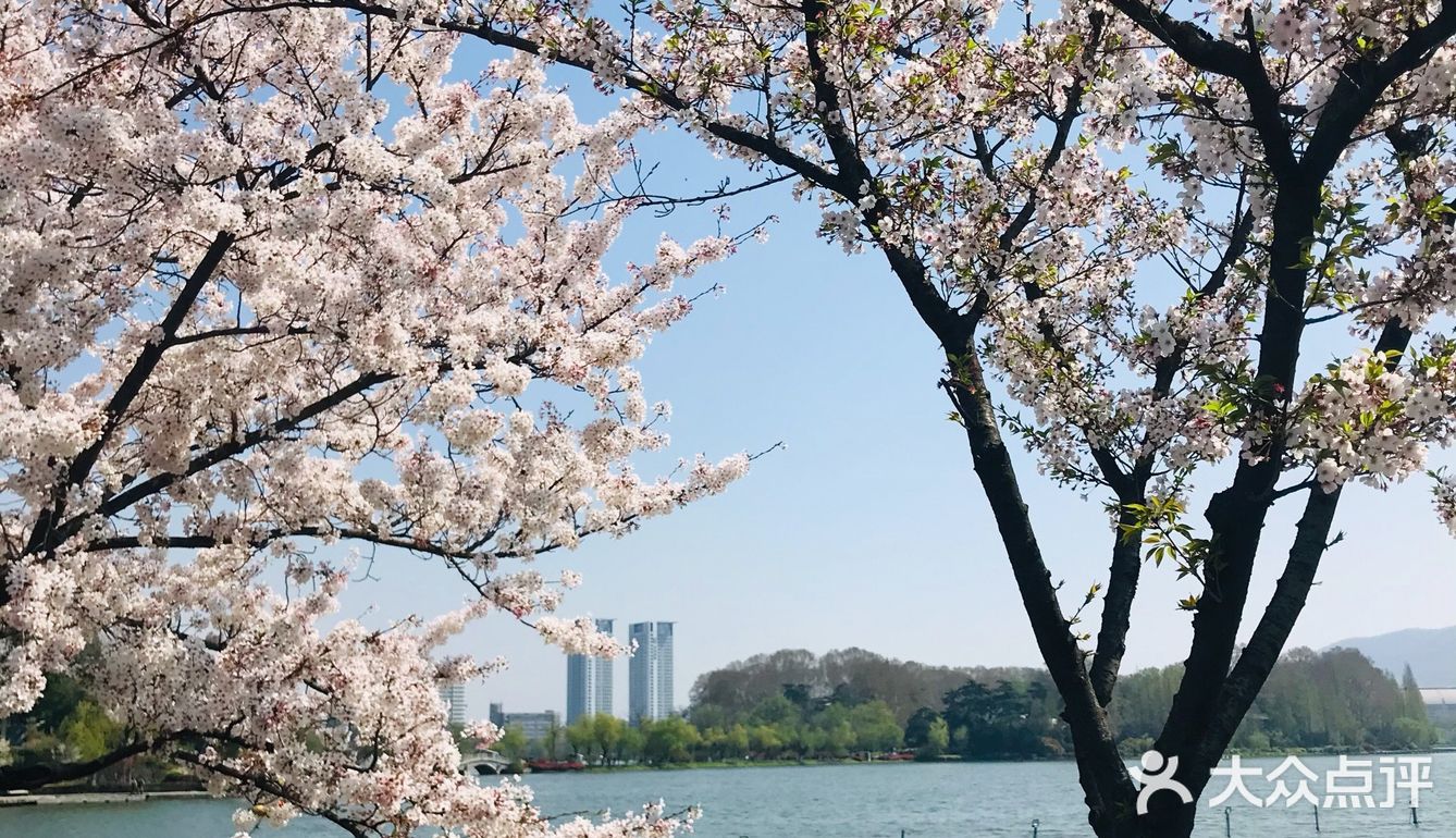 [糖果]玄武湖🌸咖啡节