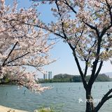 [糖果]玄武湖🌸咖啡节