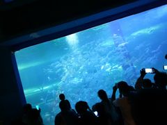 -洛阳龙门海洋馆