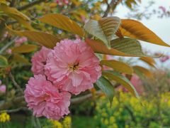 -南汇桃花村