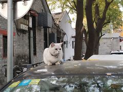-北京国子监胡同