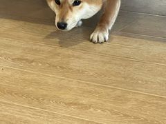 -南京Hallo宠物乐园·哈罗犬舍·柴犬繁育基地