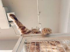 -Cappucimeow猫咪咖啡馆(韦伯时代店)