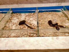 白蛤-火锅岛潮牌自助餐厅(天津天佑城店)