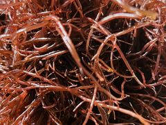 -Thai Basil罗勒叶泰式餐厅(时代天街店)