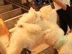 -more than meow吴止猫主题餐厅(承德 中船汇店)