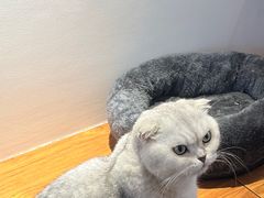 -有猫主题·治愈系猫咖(曾厝垵店)