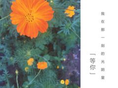 微山湖湿地红荷旅游风景区-微山湖红荷湿地景区