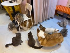 -我爱猫咪·猫咖·狗咖·安哥拉兔·羊驼咖(小寨华旗店)