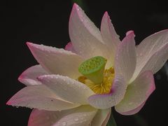 -荔湾湖公园