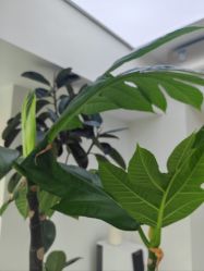 -HEYAN荷妍专业脱毛连锁机构