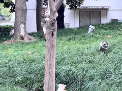 -上海文化广场