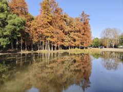 -上海共青森林公园