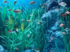 -上海海洋水族馆