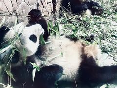 -成都大熊猫繁育研究基地