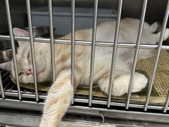 -瑞派动物医院·猫专科·至诚(江南中分院)