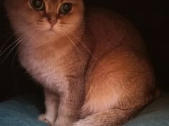-滚猫咖啡·猫咖·猫友好撸猫(未来城店)
