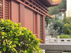 -深圳仙湖植物园
