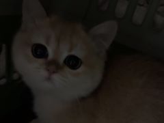 -瑞派宠物医院·犬猫全科·猫友好(宾水西道店)