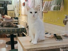 -平行世界·猫咖(首经贸店)