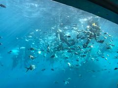 -瑞德姆美人鱼海底演艺主题餐厅(亚龙湾店)