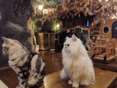 -猫猫幼稚园·撸猫·桌游·电玩
