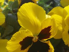 -松山湖梦幻百花洲