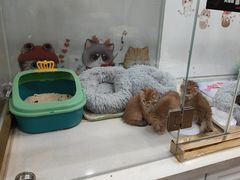 -糯米喵星人总部直营旗舰店·猫舍·幼猫出售