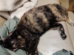 -藏猫猫咖啡主题馆(中央大道店)