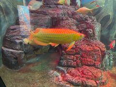 -上海海洋水族馆