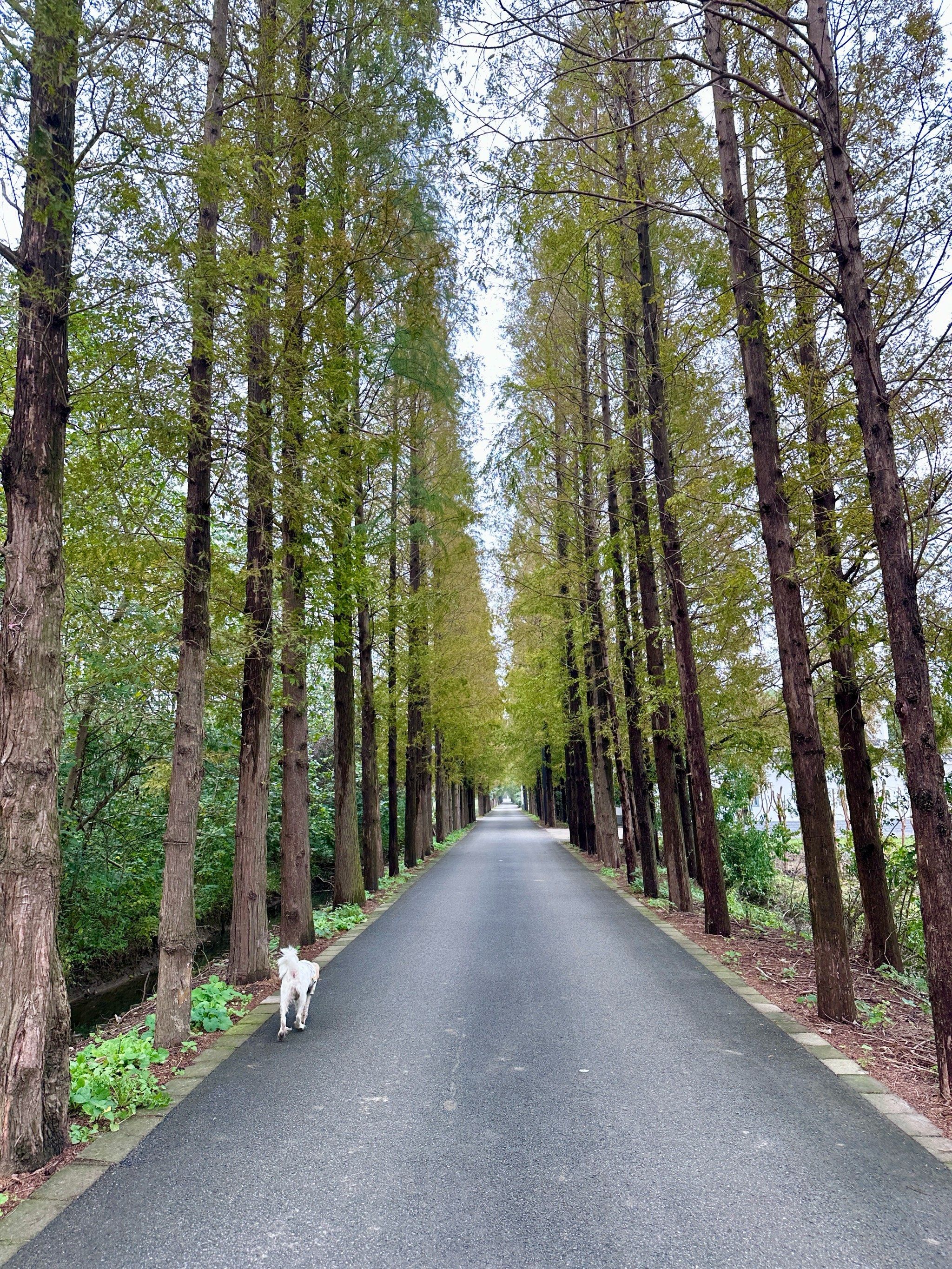 松南郊野公园,松江遛娃好去处