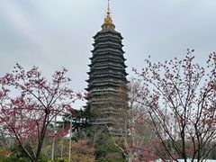 -红梅公园