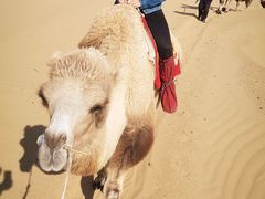 -银肯塔拉沙漠生态旅游景区