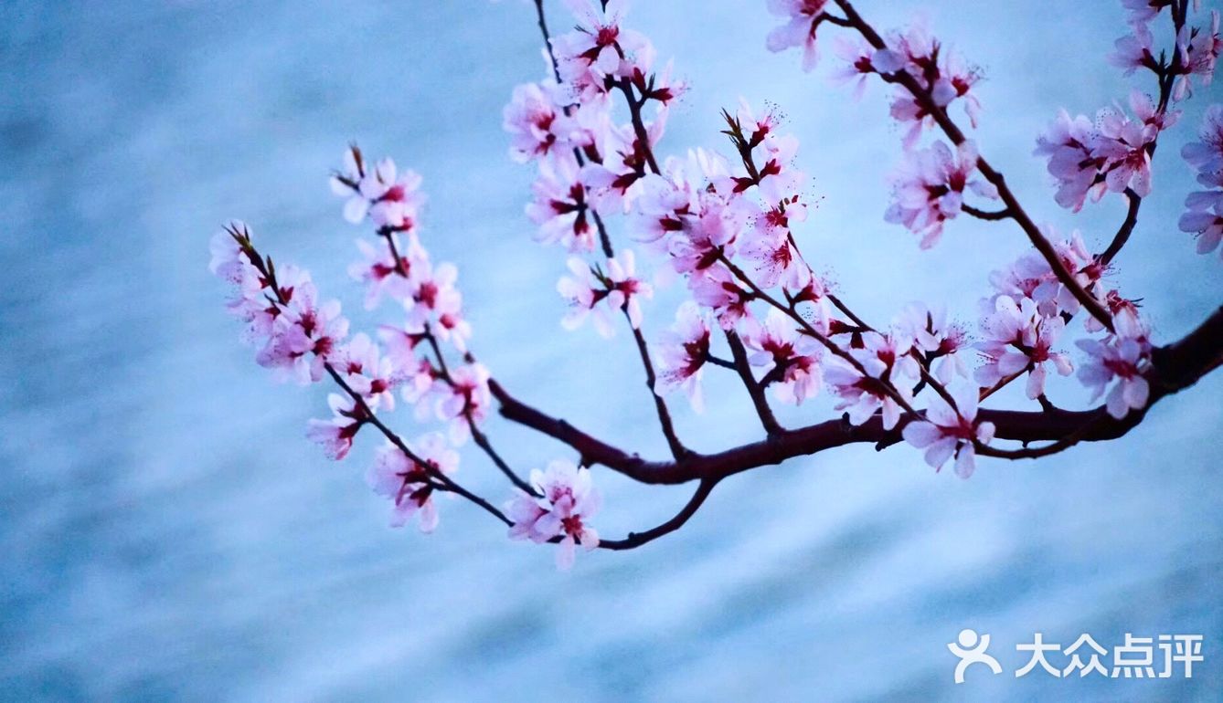 3月踏春｜颐和园｜夜幕下的山桃🌸