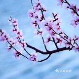 3月踏春｜颐和园｜夜幕下的山桃🌸